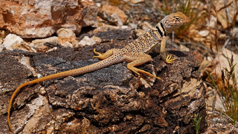 Игуана ошейниковая пустынная - Crotaphytus collaris
