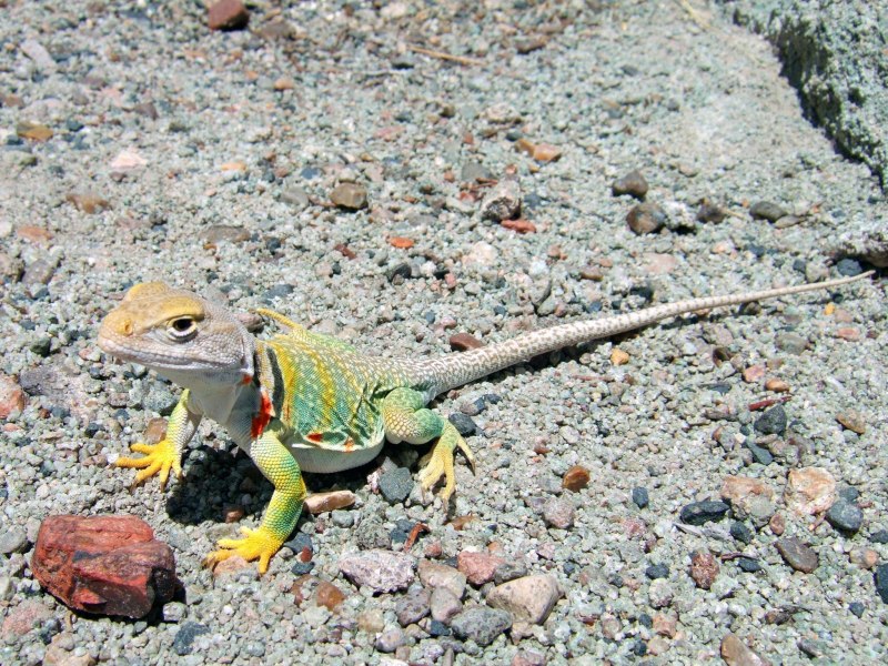 Игуана ошейниковая пустынная - Crotaphytus collaris
