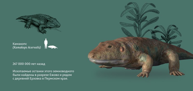 Диссорофидная амфибия камакопса
