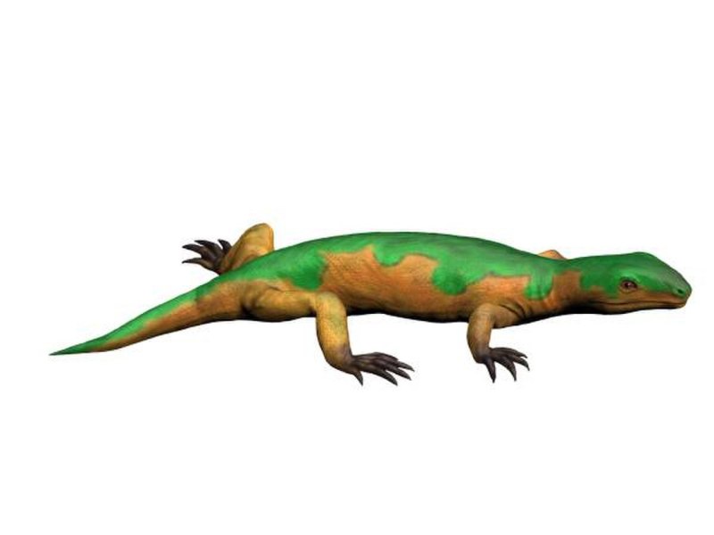 Microsauria. Микрозавры