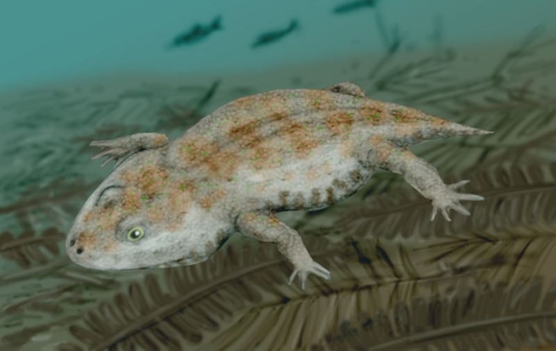 Amphibamus и Phlegethontia
