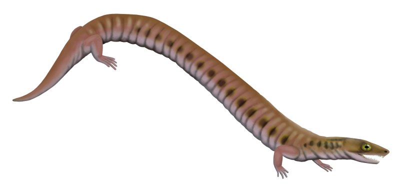 Eocaecilia micropodia