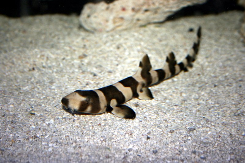 Chiloscyllium punctatum