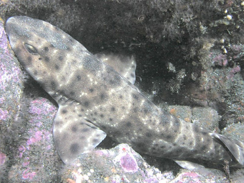 Cephaloscyllium ventriosum