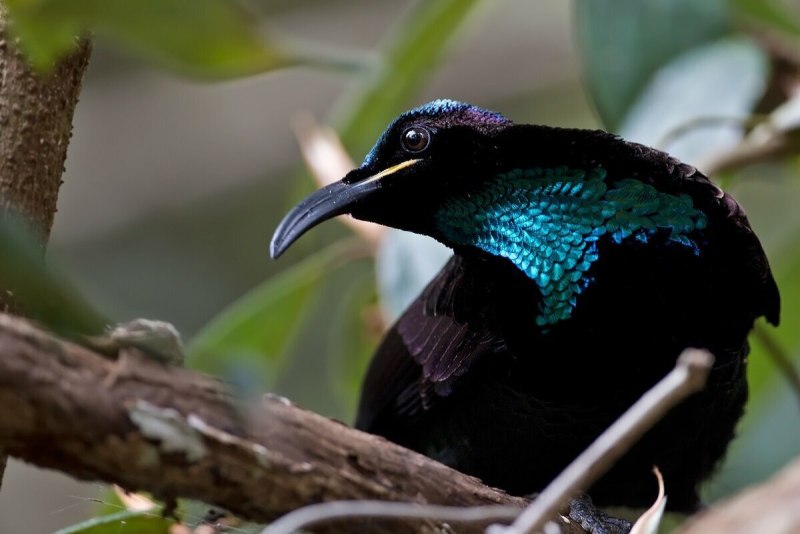 Ptiloris paradiseus