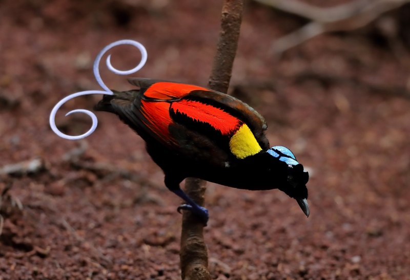 Diphyllodes magnificus великолепная Райская птица