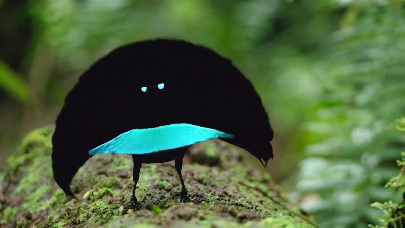 Lophorina superba птица