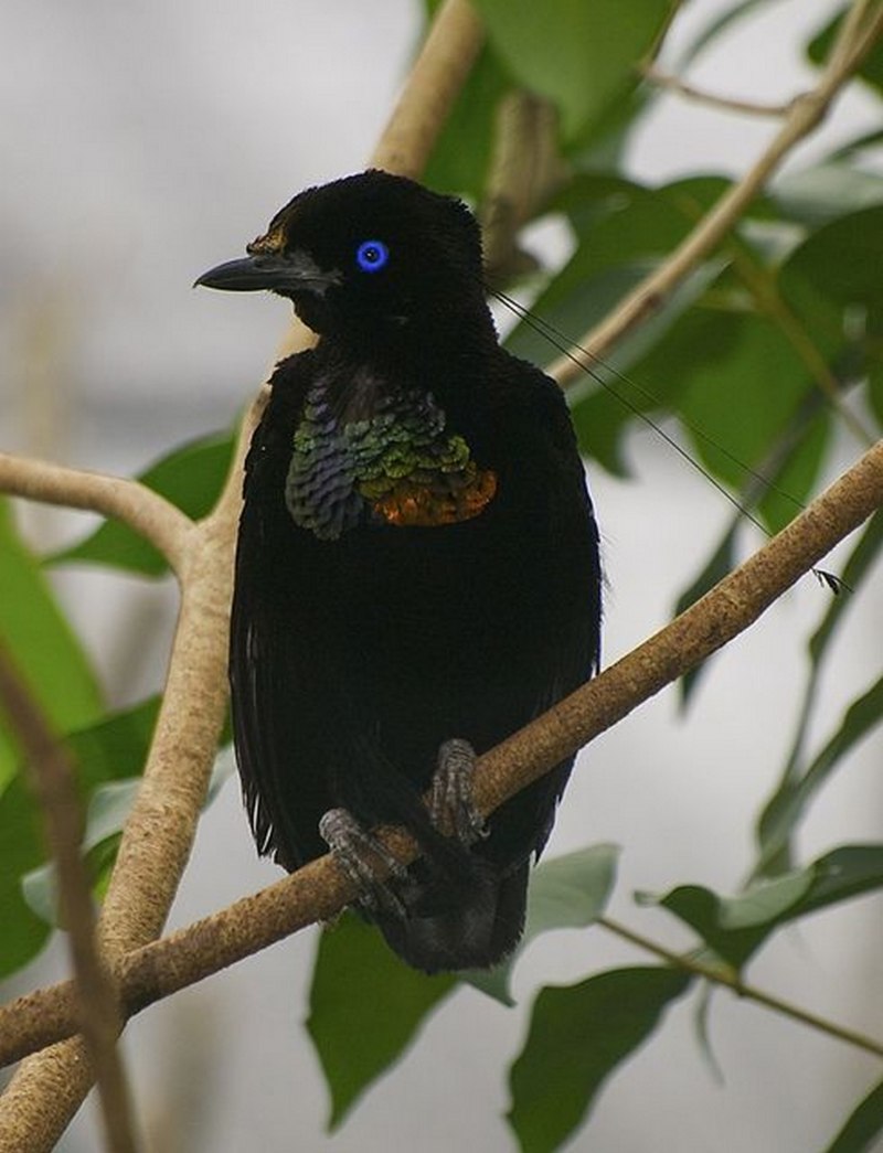 Parotia berlepschi