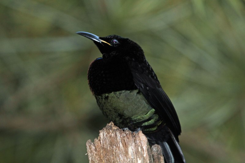 Ptiloris victoriae