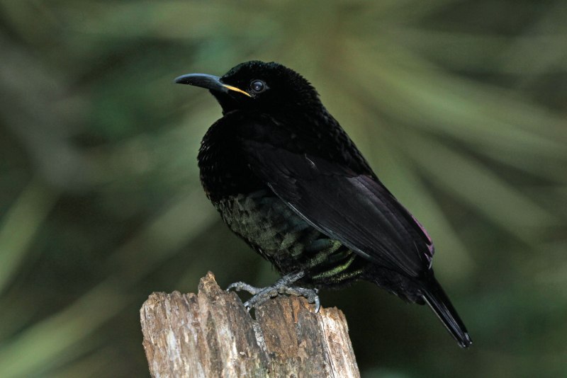 Ptiloris victoriae