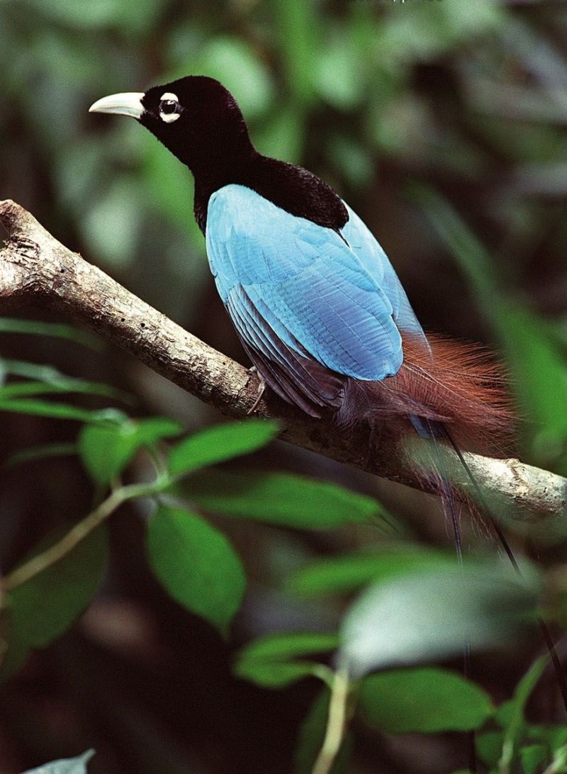 Paradisaea Rudolphi