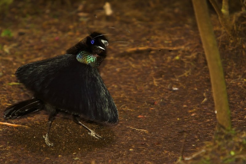 Parotia sefilata