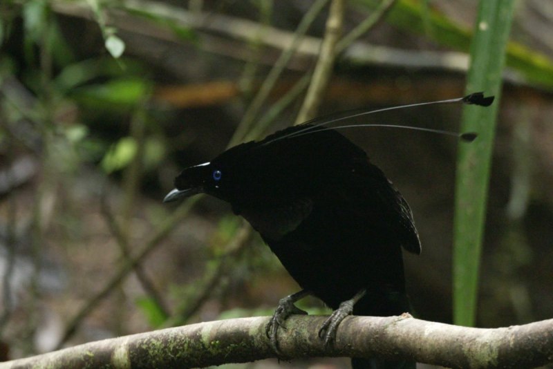 Parotia sefilata