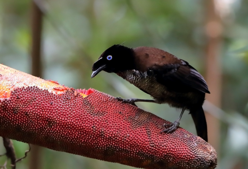 Parotia sefilata