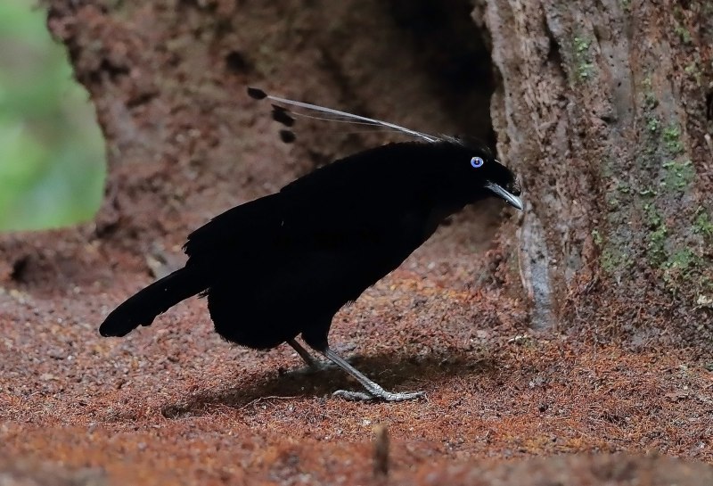 Parotia sefilata