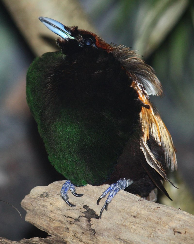 Diphyllodes magnificus