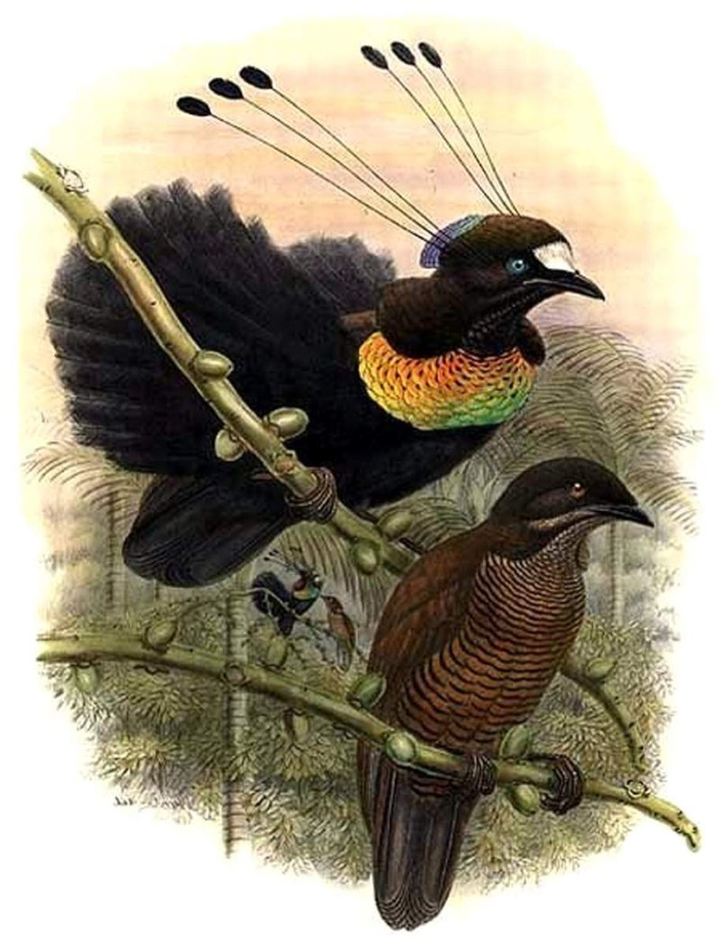 Parotia wahnesi