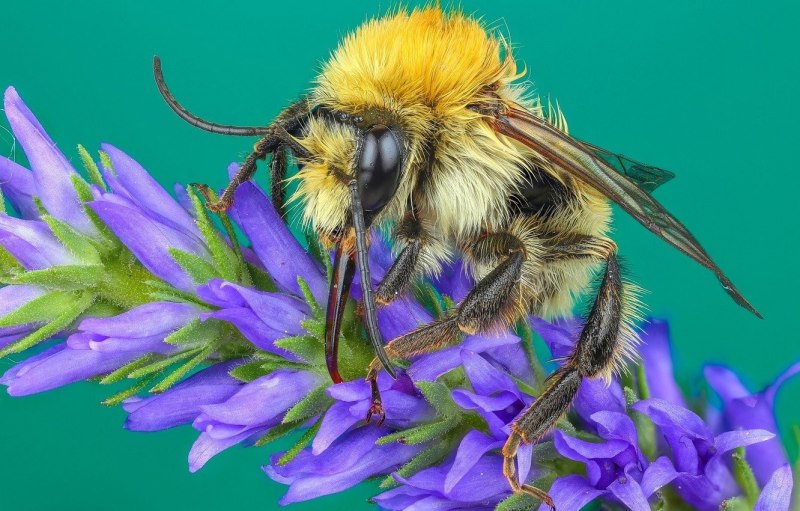 Шмель Шренка – Bombus schrencki