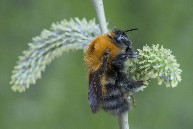 Шмель Шренка – Bombus schrencki