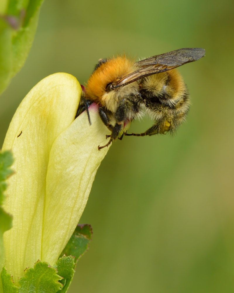 Шмель Шренка – Bombus schrencki