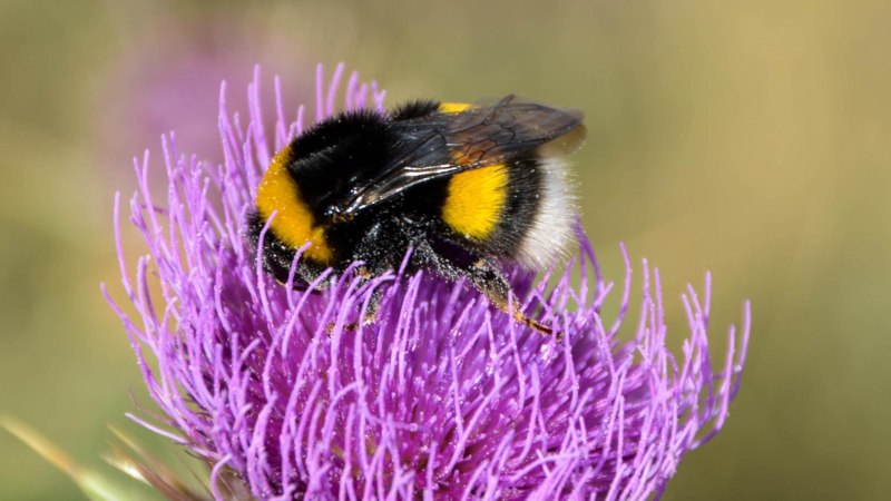 Bombus cingulatus