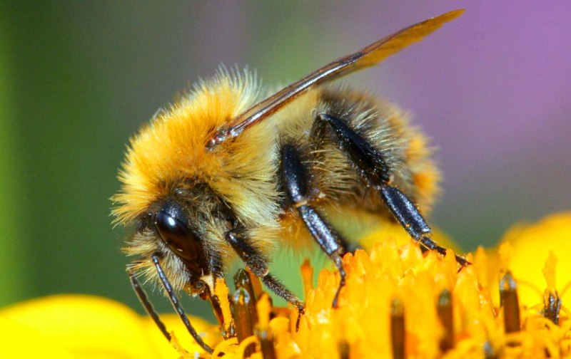 Шмель Моховой – Bombus muscorum