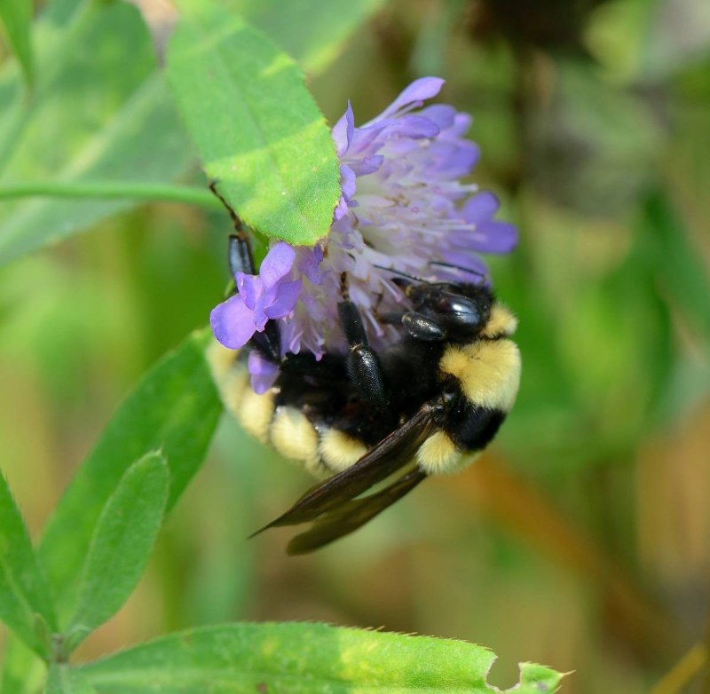Степной Шмель Bombus fragrans