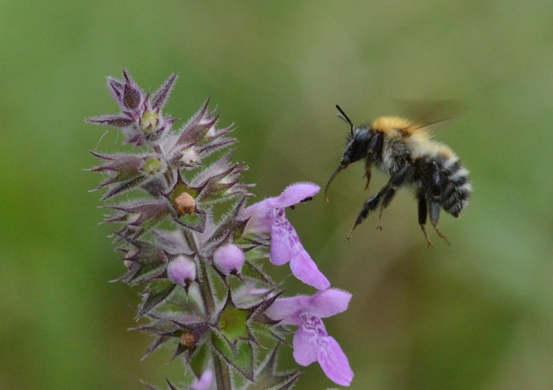Шмель Шренка – Bombus schrencki