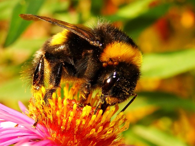 Bombus armeniacus