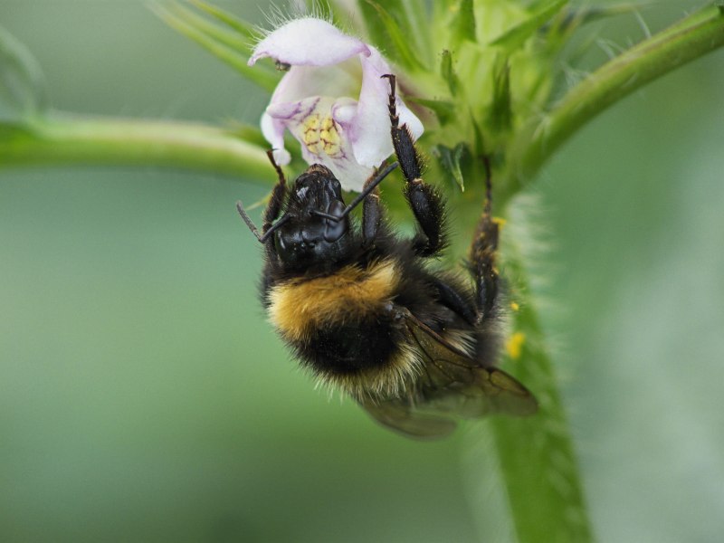 Шмель Шренка – Bombus schrencki