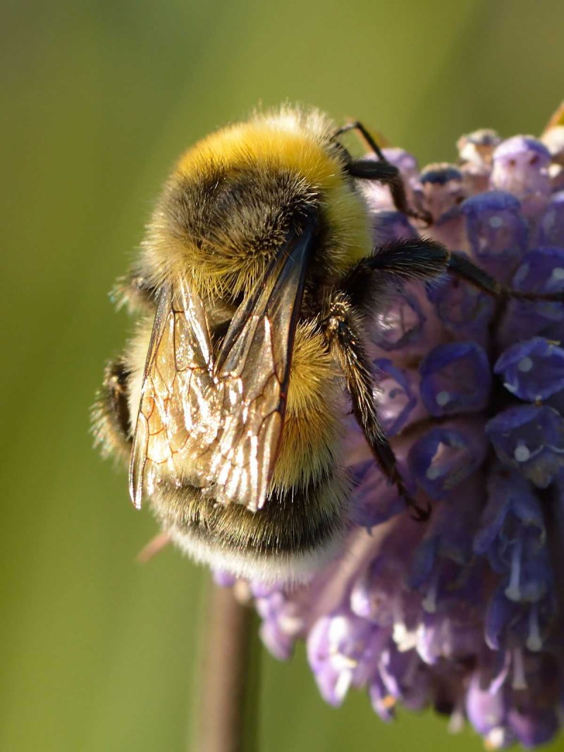 Bombus flavifrons