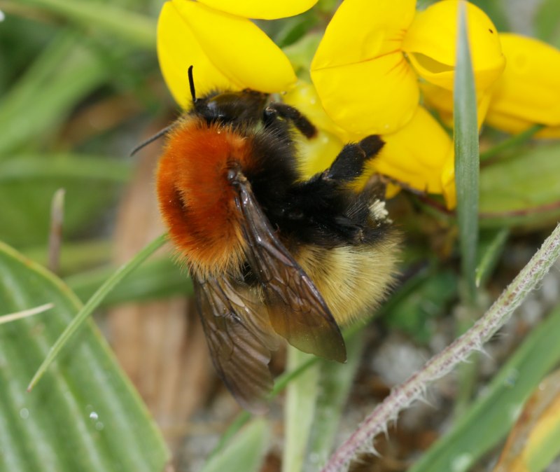 Шмель Моховой – Bombus muscorum (Fabricius, 1775).