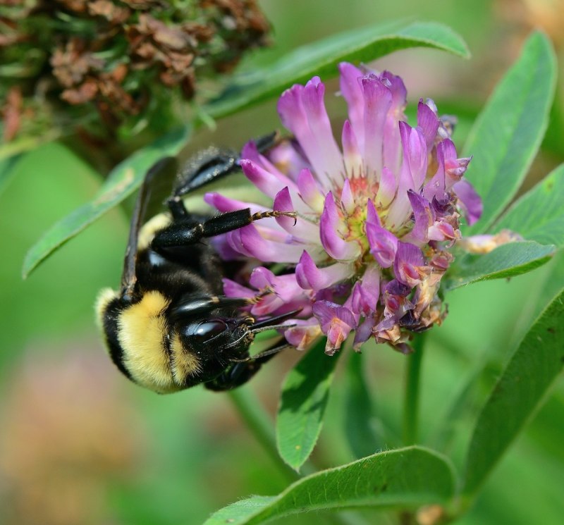 Шмель Степной Bombus fragrans (Pallas, 1771)