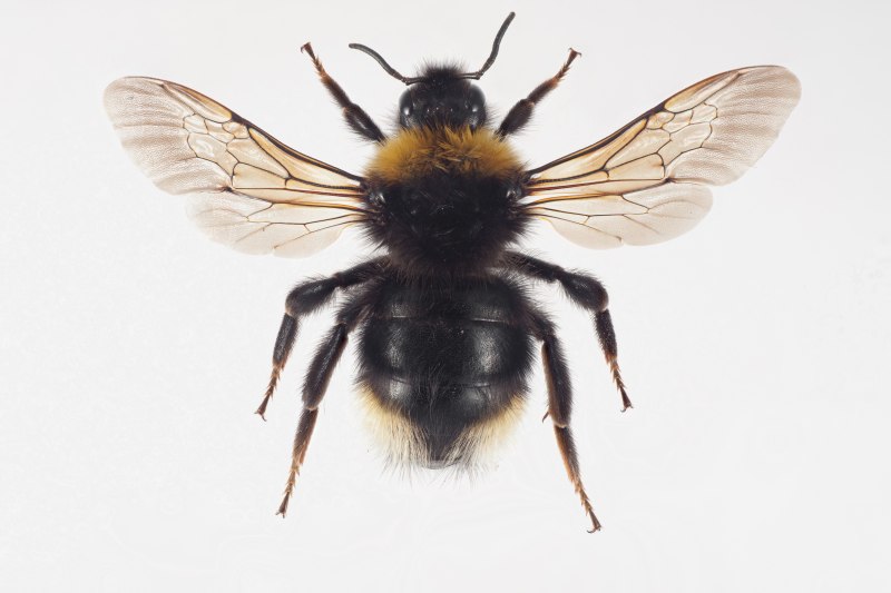 Шмель Шренка – Bombus schrencki