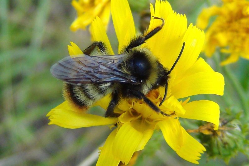 Шмель спорадикус – Bombus sporadicus
