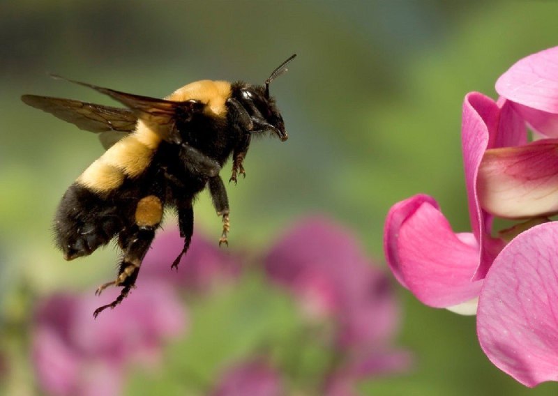 Шмель армянский - Bombus armeniacus