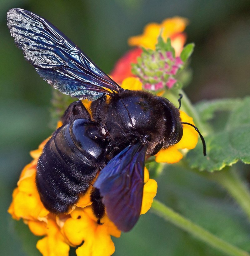 Пчела-плотник обыкновенная (Xylocopa Valga)