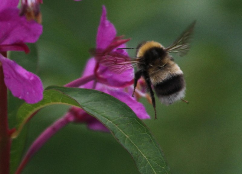 Шмель спорадикус – Bombus sporadicus