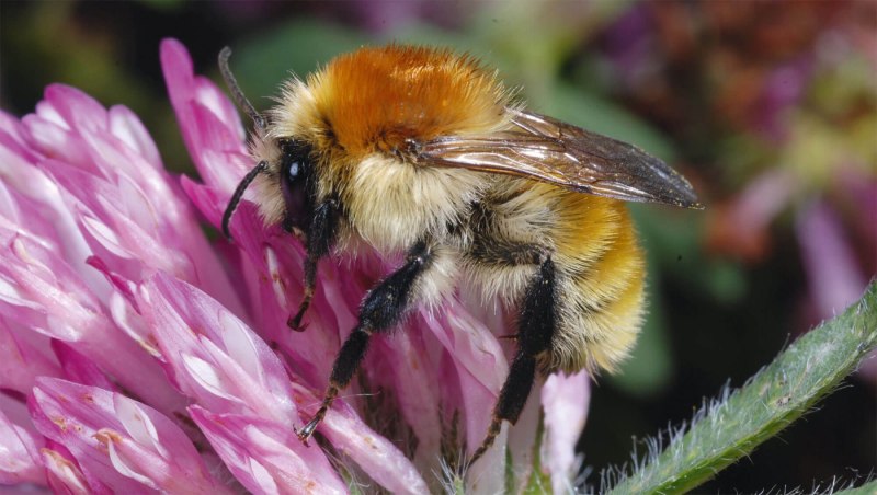 Шмель Моховой – Bombus muscorum (Fabricius, 1775).