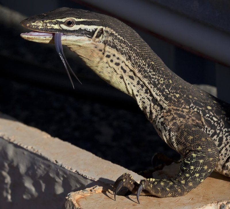 Goanna Lizard