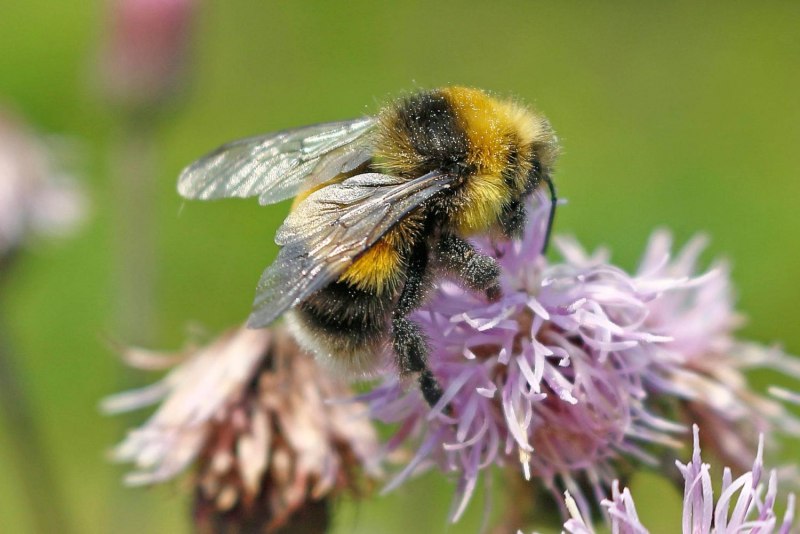 Шмель Bombus