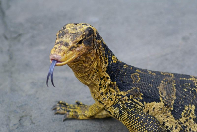 Varanus cumingi