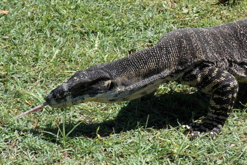Пёстрый Варан Varanus varius