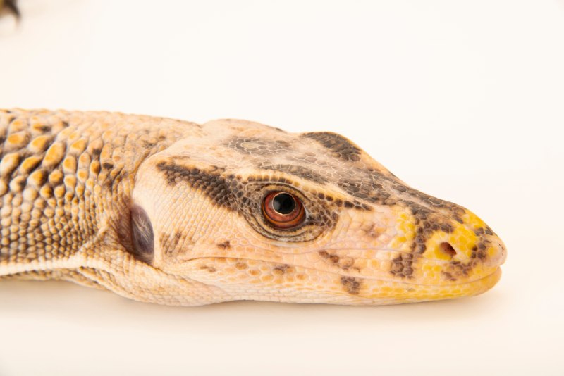 Varanus griseus Joel Sartore