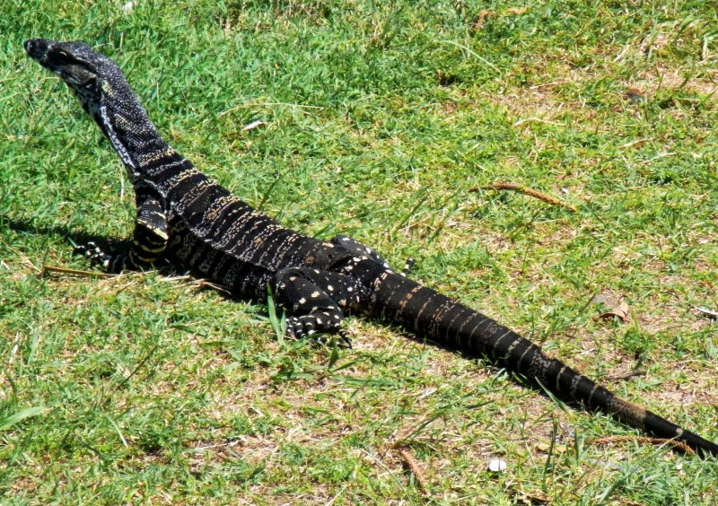 Пёстрый Варан Varanus varius
