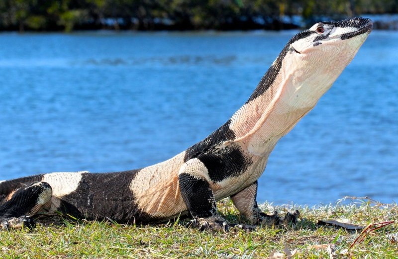Пёстрый Варан Varanus varius