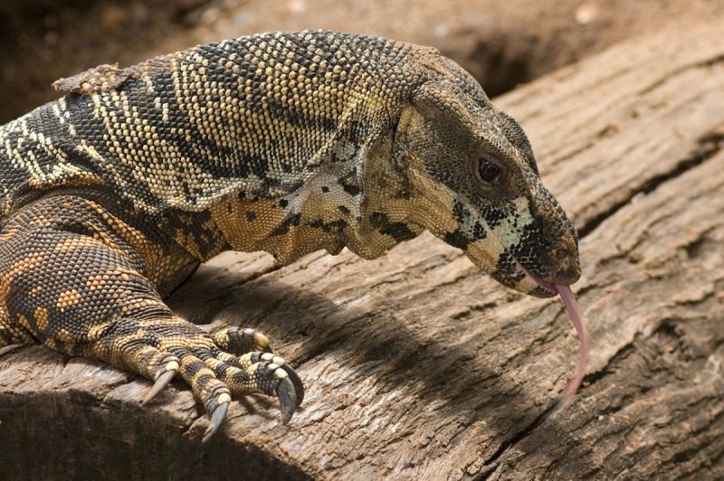 Пёстрый Варан Varanus varius