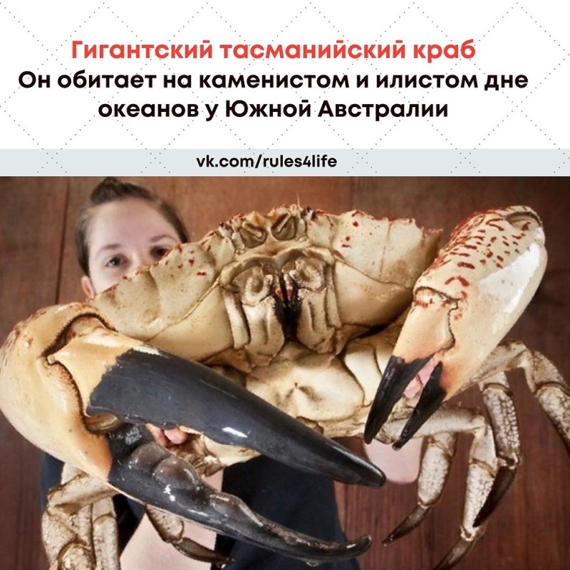 Краб Тасманский гигант
