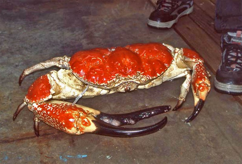 Тасманский Королевский краб
