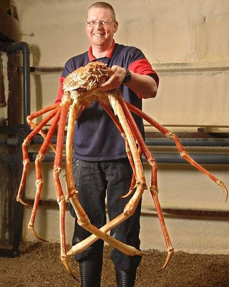 Крабы Macrocheira kaempferi